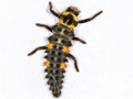 Coccinella septempunctata